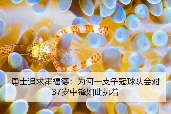 勇士追求霍福德：为何一支争冠球队会对37岁中锋如此执着